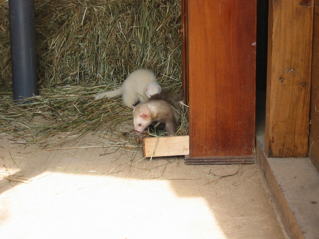 Les furets qui d�couvrent leur abris.